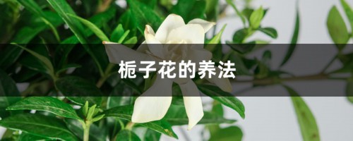 栀子花的养法