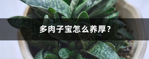 多肉子宝怎么养厚？